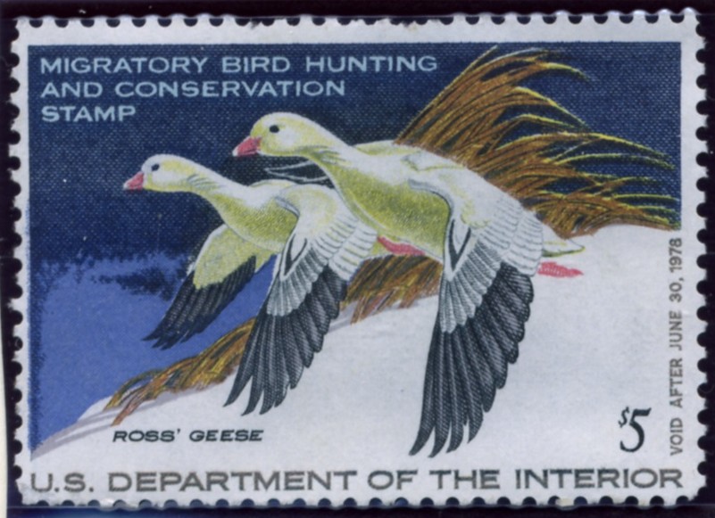 Scott RW44 5 Dollar Department of the Interior Duck Stamp Ross Geese